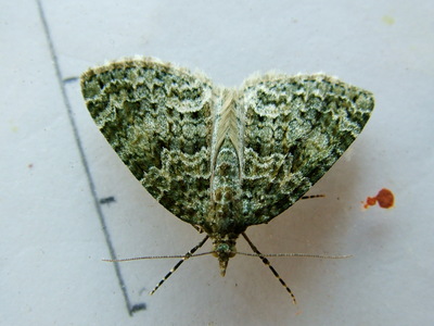 Autumn Green Carpet
